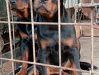 Rottweiler Female Puppy