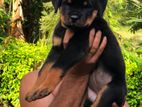 Rottweiler Female Puppy