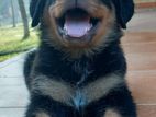 Rottweiler Female Puppy