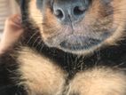 Rottweiler Female Puppy
