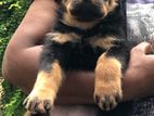 Rottweiler Female Puppy