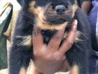 Rottweiler Female Puppy