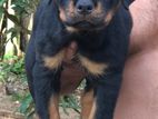 Rottweiler Female Puppy