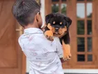 Rottweiler Female Puppy