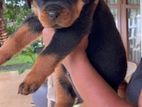 Rottweiler Female Puppy