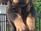 Rottweiler female puppy