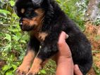 Rottweiler Female Puppy