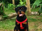 Rottweiler Female Puppy