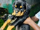 Rottweiler Female Puppy