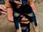 Rottweiler Female Puppy