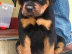 Rottweiler Female Puppy