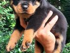 Rottweiler Female Puppy