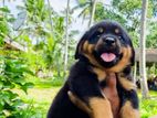 Rottweiler Female Puppy