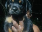 Rottweiler Female Puppy