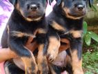 Rottweiler Female Puppy