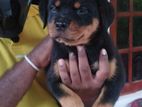 Rottweiler Female Puppy