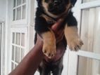 Rottweiler Female Puppy for Kind Home