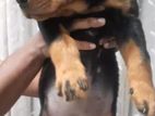 Rottweiler Female Puppy