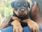 Rottweiler Female Puppy