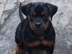 Rottweiler Female Puppy