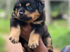 Rottweiler Female Puppy