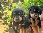 Rottweiler Female Puppy