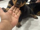 Rottweiler Female Puppy