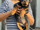 Rottweiler Female Puppy