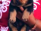 Rottweiler Female Puppy