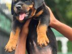 Rottweiler Female Puppy