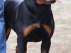 Rottweiler Female Dog