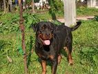 Rottweiler Female with Cage