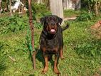 Rottweiler Female with Cage