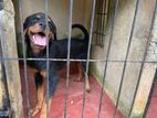 Rottweiler Female Dog