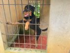 Rottweiler Female Dog