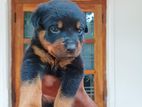 Rottweiler Females