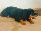 Rottweiler Female Dog