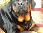 Rottweiler for Crossing