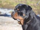 Rottweiler For Crossing