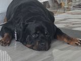 Rottweiler for Crossing