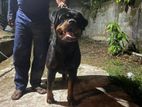 Rottweiler for Crossing