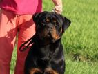 Rottweiler for Crossing