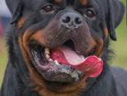 Rottweiler For Crossing