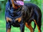 Rottweiler for Crossing