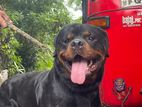 Rottweiler for Crossing