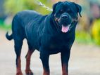 Rottweiler Dog for Crossing