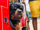 Rottweiler For Crossing