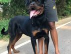 Rottweiler for Crossing