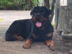 Rottweiler for Crossing