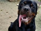 Rottweiler for Crossing